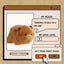 Spudsters Medium Plush - Carmen Capybara